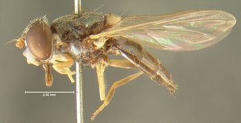 Media type: image;   Entomology 13110 Aspect: habitus lateral view